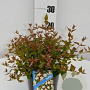 Abelia grandiflora 25-30 cm 2,5L