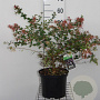 Abelia grandiflora 30 cm P17