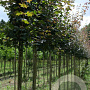Acer campestre 'Red Shine' 10-12 HO draadkluit