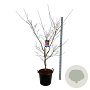 Acer North Wind 170-200 cm cont. 55L extra