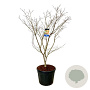 Acer North Wind 175-200 cm cont. 90L extra