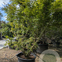 Acer palmatum 300-350 cm container meerstammig struik