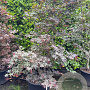 Acer pal. 'Bloodgood' 125-150 cm container meerstammig