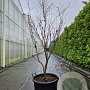 Acer pal. 'Bloodgood' 175-200 cm container meerstammig
