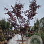 Acer pal. 'Bloodgood' 350-400 cm draadkluit meerstammig