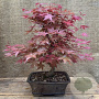 Acer pal. 'Deshojo' 200-250 cm 45L meerstammig