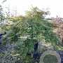 Acer pal. 'Dissectum' 70 cm stam container kroon 150-200