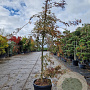 Acer pal. 'Garnet' 175-200 cm 45L