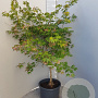 Acer pal. 'Osakazuki' 125-150 cm container meerstammig