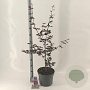 Acer pal. 'Trompenburg' 60-70 cm 10L
