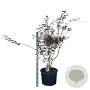 Acer pal. 'Trompenburg' 90-100 cm 35L