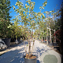 Amelanchier lamarckii 175-200 cm 30L