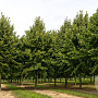 Tilia americana 'Neglect' 30-35 HO draadkluit 250 cm stam