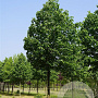 Tilia cordata 'Greenspire' 14-16 HO draadkluit lei 180x150 200 cm stam