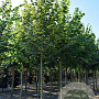 Tilia platyphyllos 14-16 HO draadkluit lei 180x150 200 cm stam