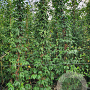 Trachelospermum jasminoides 300 cm 35L