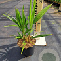 Trachycarpus fortunei 25-30 cm 2,0L