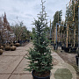 Cedrus deod. 'Robusta Glauca' 150-175 cm 35L