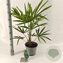 Trachycarpus fortunei 40-50 cm 5,0L