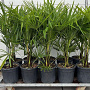 Trachycarpus fortunei GM cont. 90L