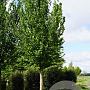Ulmus 'Columella' 14-16 HO draadkluit lei 180x150 200 cm stam