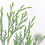 Chamaecyparis l. 'Columnaris' 50-60 cm 3,0L