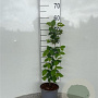 Ulmus glabra 60-80 cm 2,0L