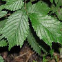 Ulmus minor 'Cloud Corky' 20-25 HO draadkluit