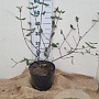Viburnum burkw. 'Anne Russell' 40-60 cm 7,5L