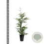 Cupressocyparis leylandii 80-100 cm 4,0L