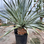Dasylirion wheeleri 100-125 cm container meerstammig