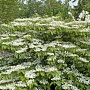 Viburnum plic. 'Rowallane' 100-125 cm met kluit struik