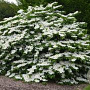 Viburnum plic. tomentosum 40-45 cm 3,0L