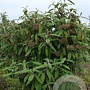 Viburnum rhytidophyllum 40-60 cm 5,0L