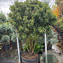 Viburnum tinus 125-150 cm container meerstammig solitair