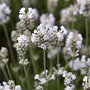 Lavandula ang. 'Arctic Snow' 15-20 cm C1.3