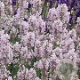 Lavandula ang. 'Hidcote Pink' GM P9