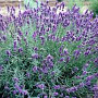Lavandula ang. 'Imperial Gem' 15-20 cm C1.3