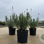 Lavandula ang. 'Munstead' 15-20 cm C1