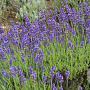 Lavandula ang. 'Siesta' GM P9