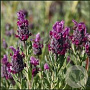 Lavandula 'Red Star' GM P9