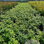 Vitex agnus-castus 40-50 cm 3,0L