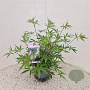 Vitex agnus-castus 'Albus' 40-50 cm 3,0L