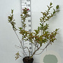 Weigela 'Eva Rathke' 80-100 cm 5,0L