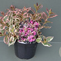 Weigela florida Monet 60-80 cm 40L struik