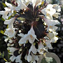 Weigela 'Velda' 100-125 cm 40L struik
