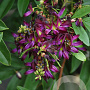 Wisteria Evergreen 300+ ontainer solitair