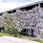 Wisteria flor. 'Lawrence' 275 cm 9L Gestokt