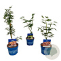 Mixlaag Acer palmatum veredeld GM container