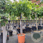 Wisteria sinensis halfstam container